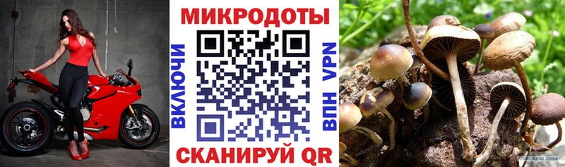 закладка  Полярные Зори  Галлюциногенные грибы Psilocybe 
